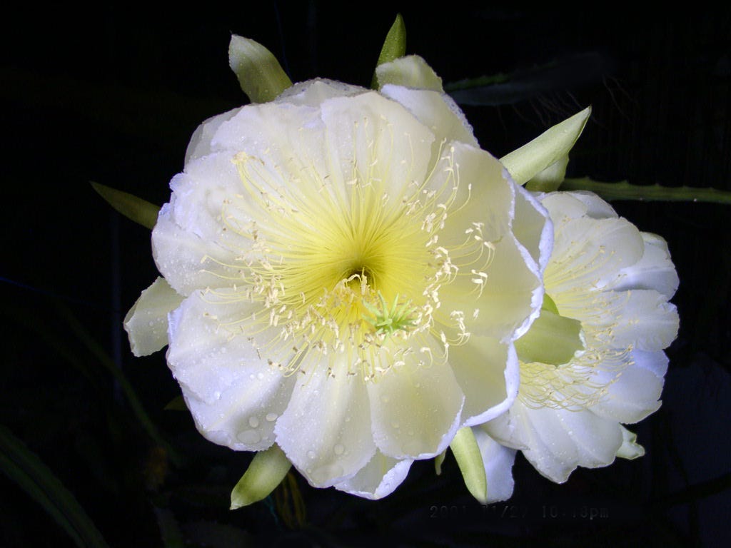 Hylocereus megalanthus1EDWARD.jpg Hylocereus megalanthus1EDWARD.jpg