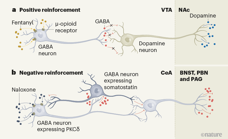 glp 1 dopamine Substack Series 2 of 6, GLP-1 Receptor Agonists: Mechanisms and Clinical  Applications