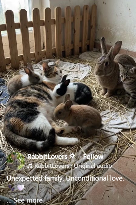 Bunnies love kitty. Kitty loves them back.