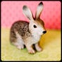 Kerry Hawkins's avatar