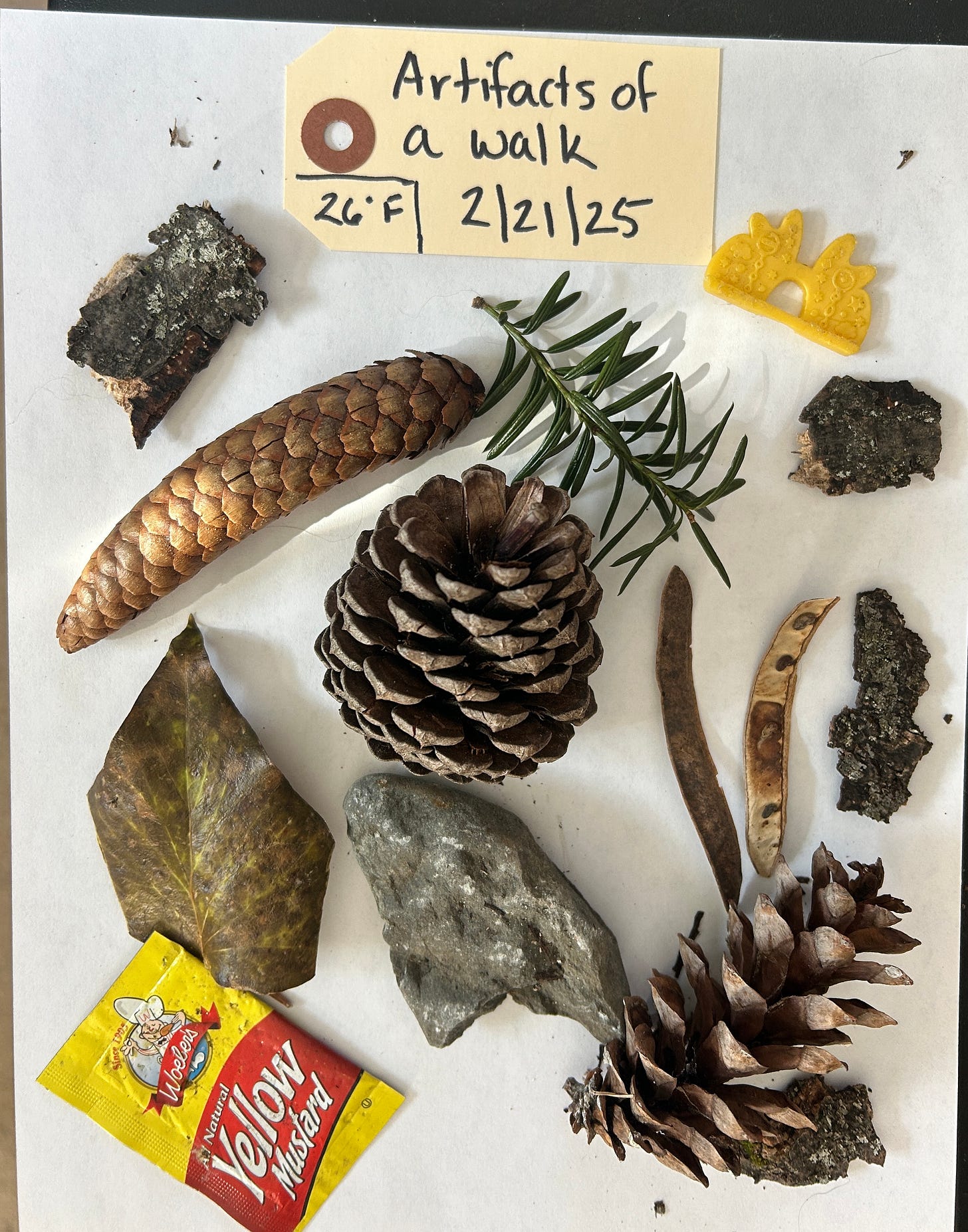 Pinecones, a leaf, a rock, a seedpod, tree bark, a mustard packet, and a yellow plastic pull tab