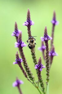 Wet Bee