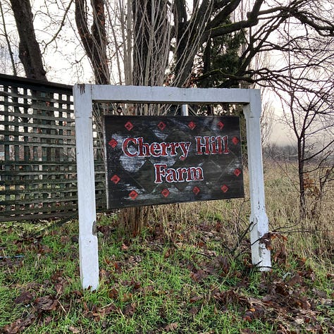 Cherry Hill Farm, sheep