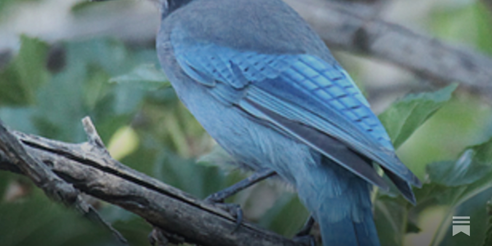 The Big Yard: Notes from a Pajama Birdwatcher