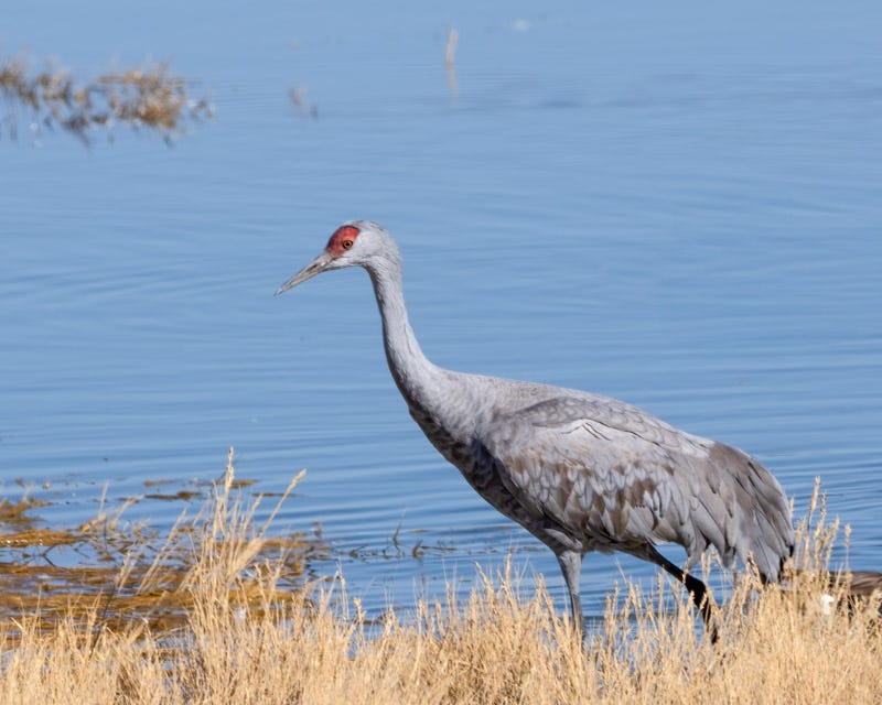 20250128-Willcox-1205-Edit.jpg 20250128-Willcox-1205-Edit.jpg