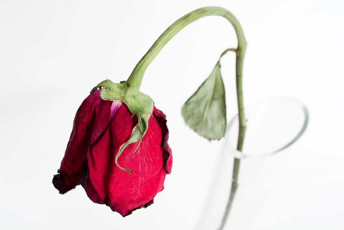 Wilted red rose on stem