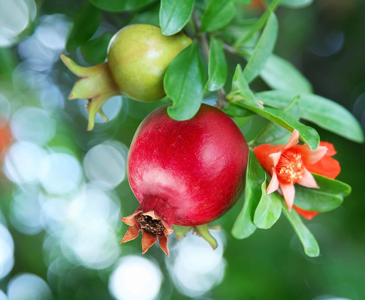 How to Plant and Grow Pomegranates -- Harvest to Table How to Plant and Grow Pomegranates -- Harvest to Table