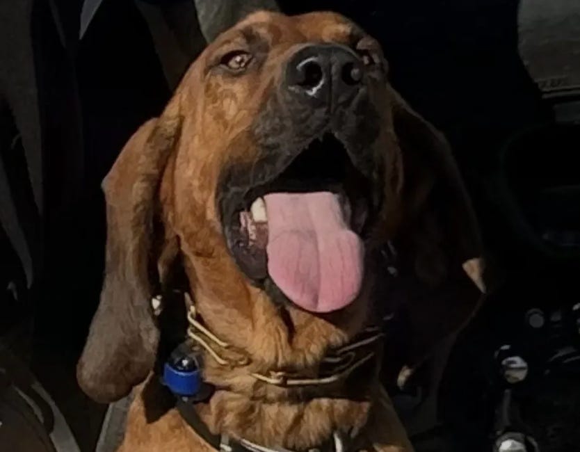 K9 Team Finds Missing Bradenton Man After 24-Hour Search