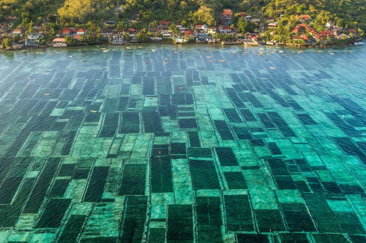 Harvesting seaweed in the shallow passage between the islands of Nusa Lembongan and Nusa Ceningan, Bali, Indonesia. © George Steinmetz Harvesting seaweed in the shallow passage between the islands of Nusa Lembongan and Nusa Ceningan, Bali, Indonesia. © George Steinmetz