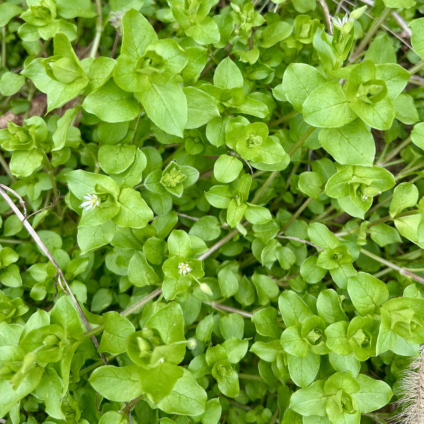 An unclose view of a patch of green chickweed leaves, some with tiny white flowers.