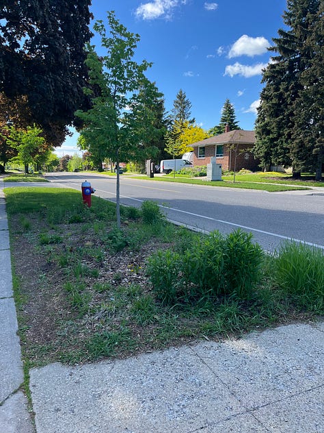 asparagus, arugula, front planter, Vancouver Mystic Gem clematis, plants ready to go out, lupine 'Masterpiece', Paradise garden after rain, Boulevard native garden, replanted cercis 'Flamethrower' (aka 'Eternal Flame')
