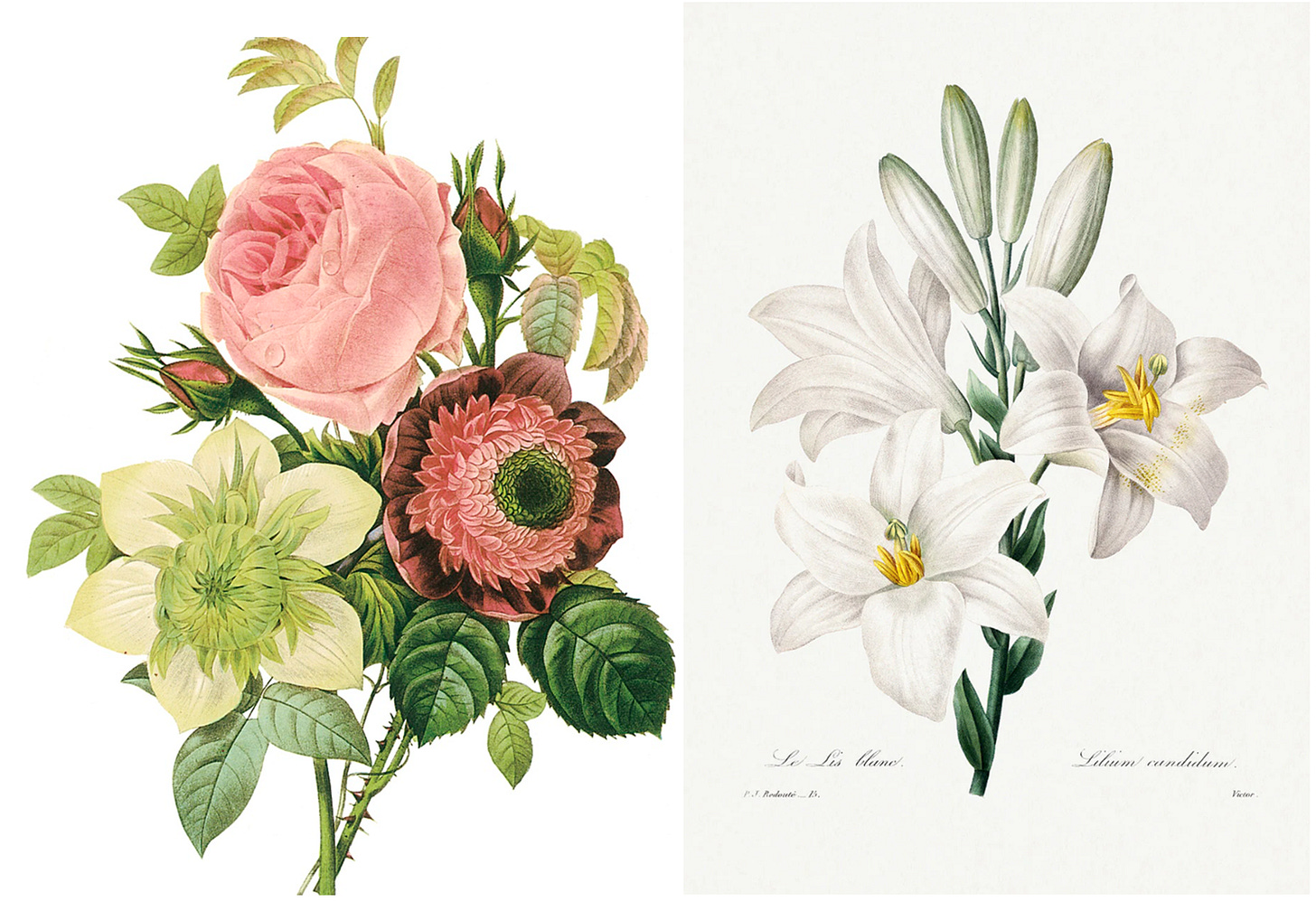 A close up of flowers

AI-generated content may be incorrect.