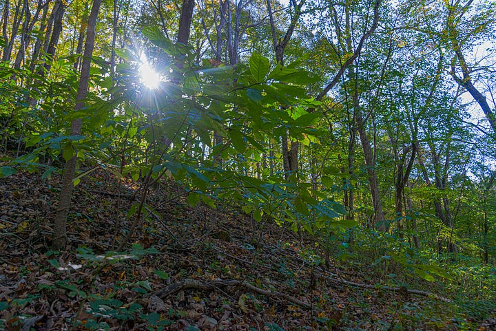 Pawpaw trees