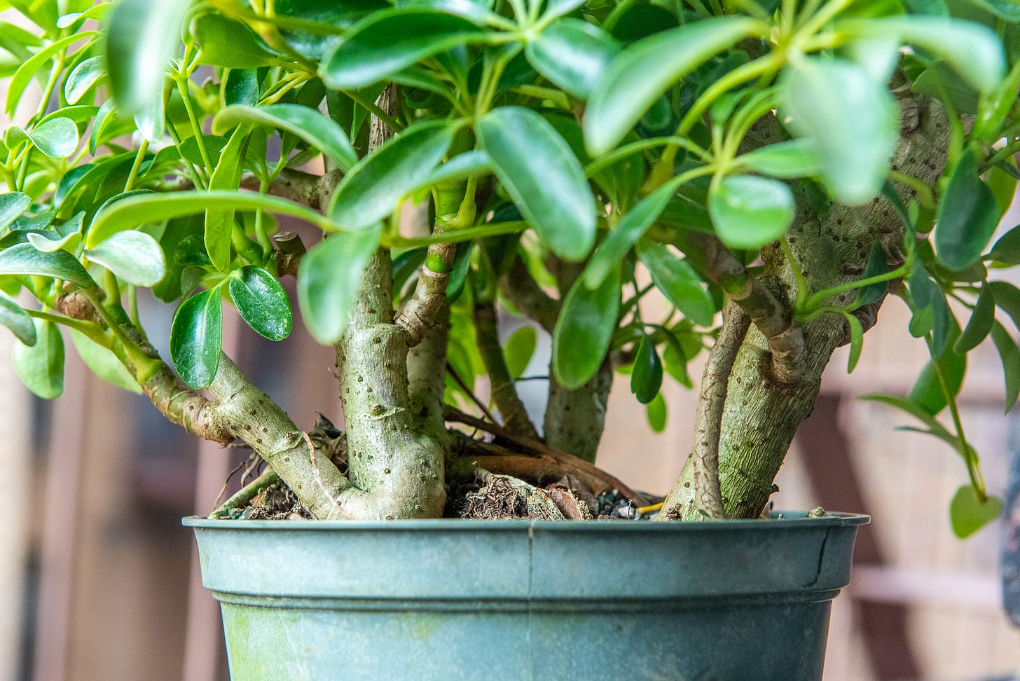 ID: Close up of three umbrella tree trunks in pot