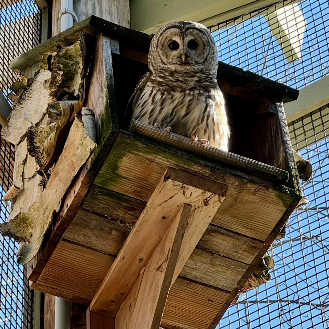 Moonlight in Vermont