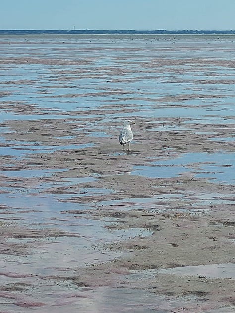 low tide at the bay, a herring gull and a semipalmated plover