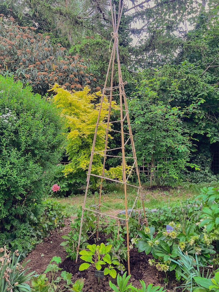 tipi