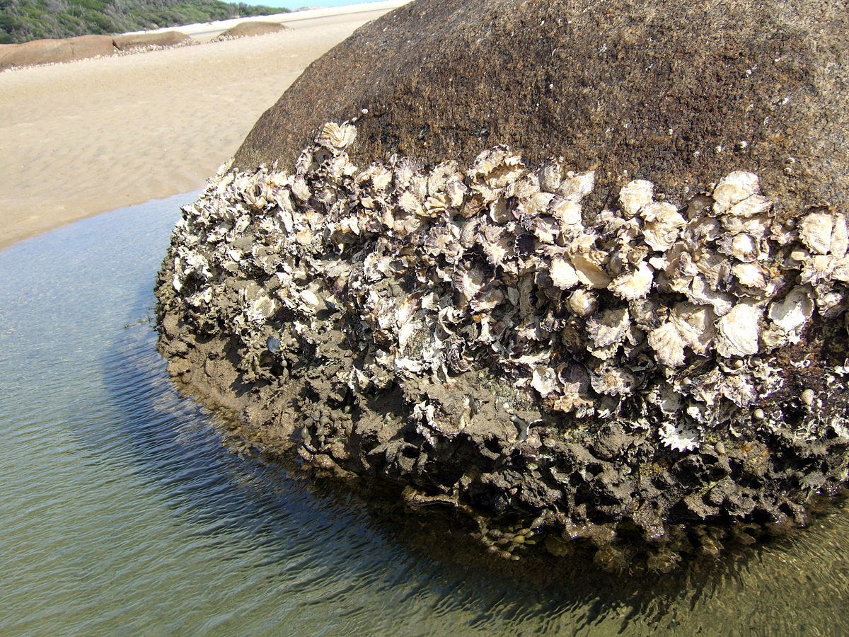 Saccostrea glomerata - Wikipedia