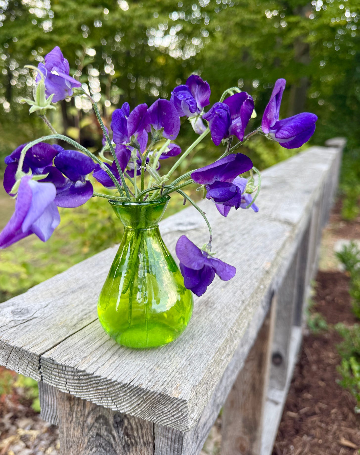 Fantastically fragrant Sweet pea, Lathyrus odoratus ‘Lord Nelson’ picked for a bouquet to easy sniffing