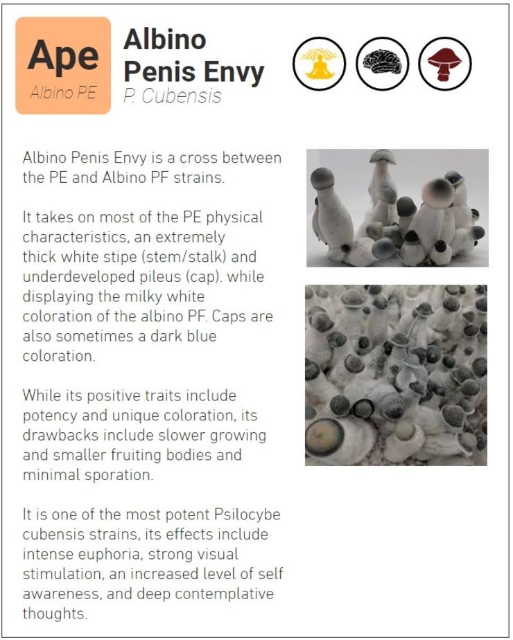 Like it's brothers, this strain is a fluffy potent marshmallow looking mushroom.