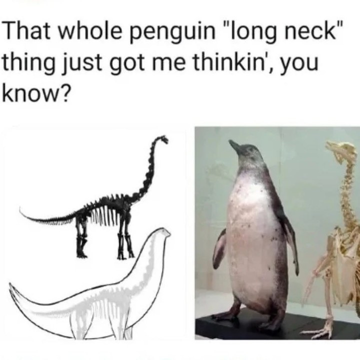 Photo by R A L P H the R E X™ on December 28, 2024. May be a meme of emperor penguin, bone and text. Photo by R A L P H the R E X™ on December 28, 2024. May be a meme of emperor penguin, bone and text.
