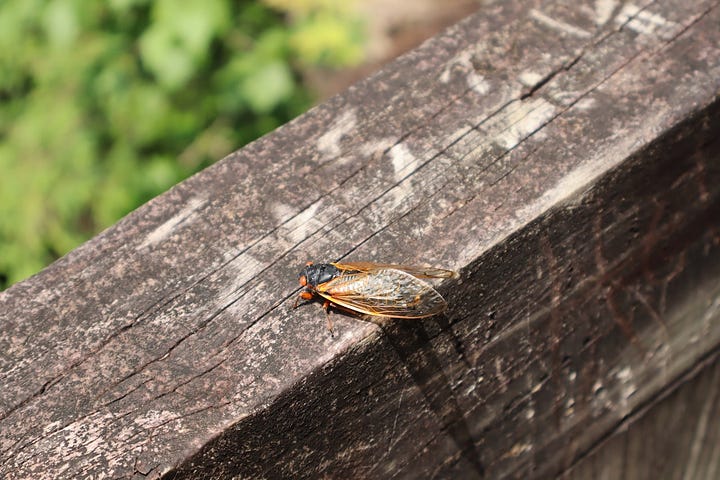 a cicada on a railing, an upside-down deceased cicada