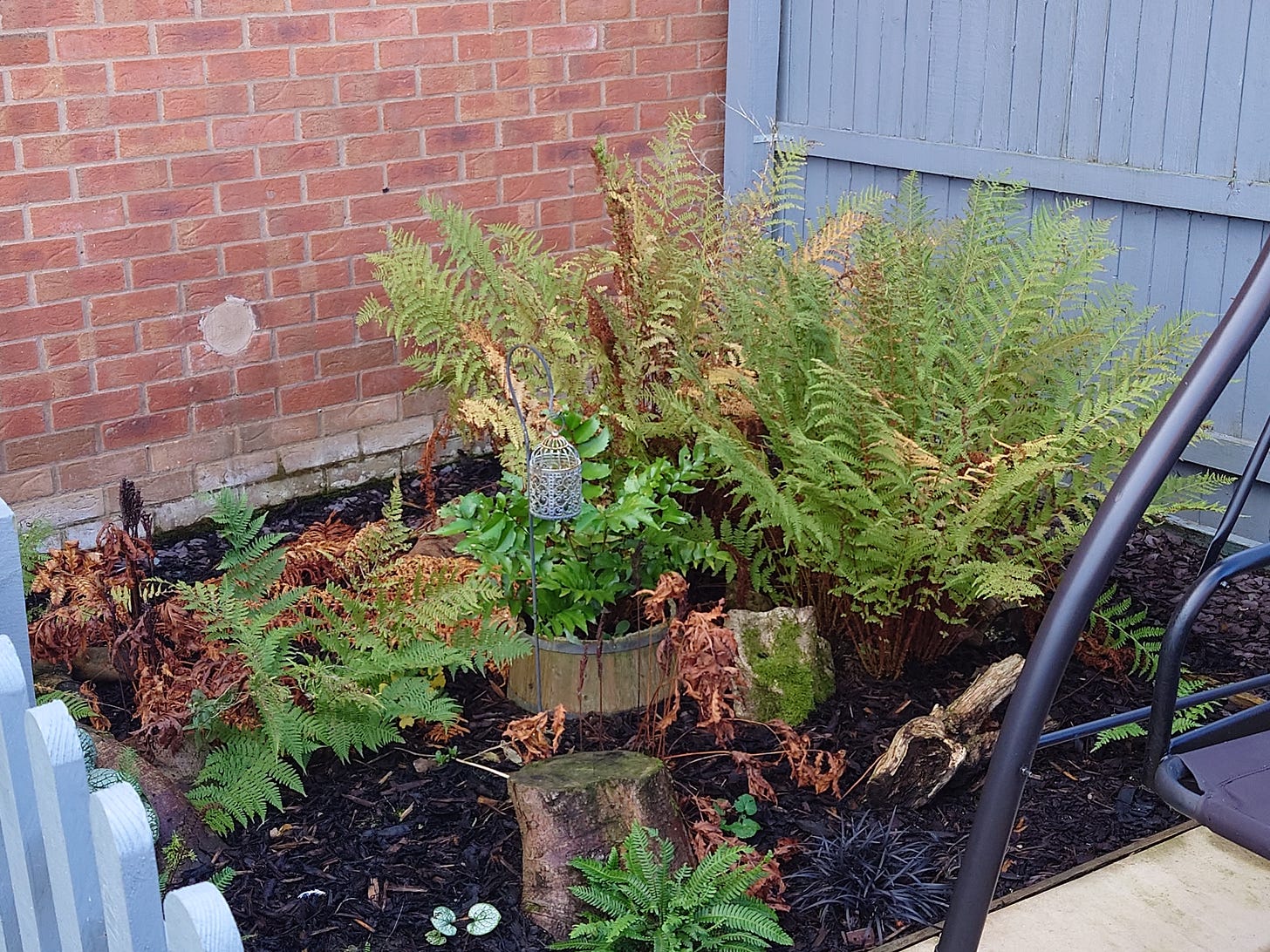 Stumpery adjacent to swing seat behind picket fence, featuring a few small stumps and a variety of ferns amid bark mulch to suggest a forest setting, with colors beginning to turn toward winter