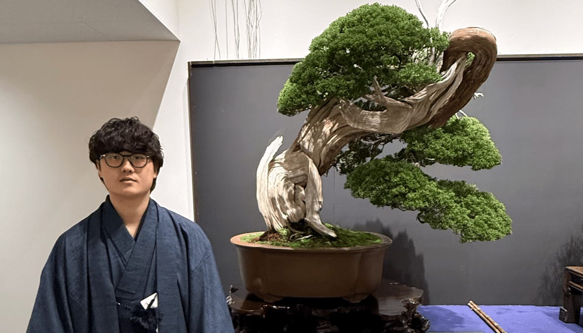terra bonsai Japanese Black Pine Bonsai Seeds (Pinus thunbergii) – Cultivate Timele –  Terra Mater Gardens