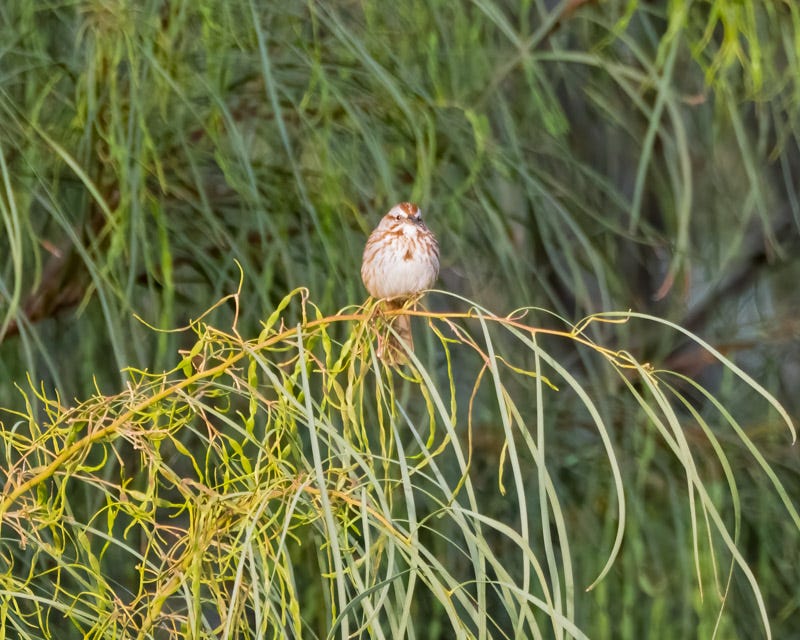 20260316-Sewailo-39-Edit.jpg 20260316-Sewailo-39-Edit.jpg