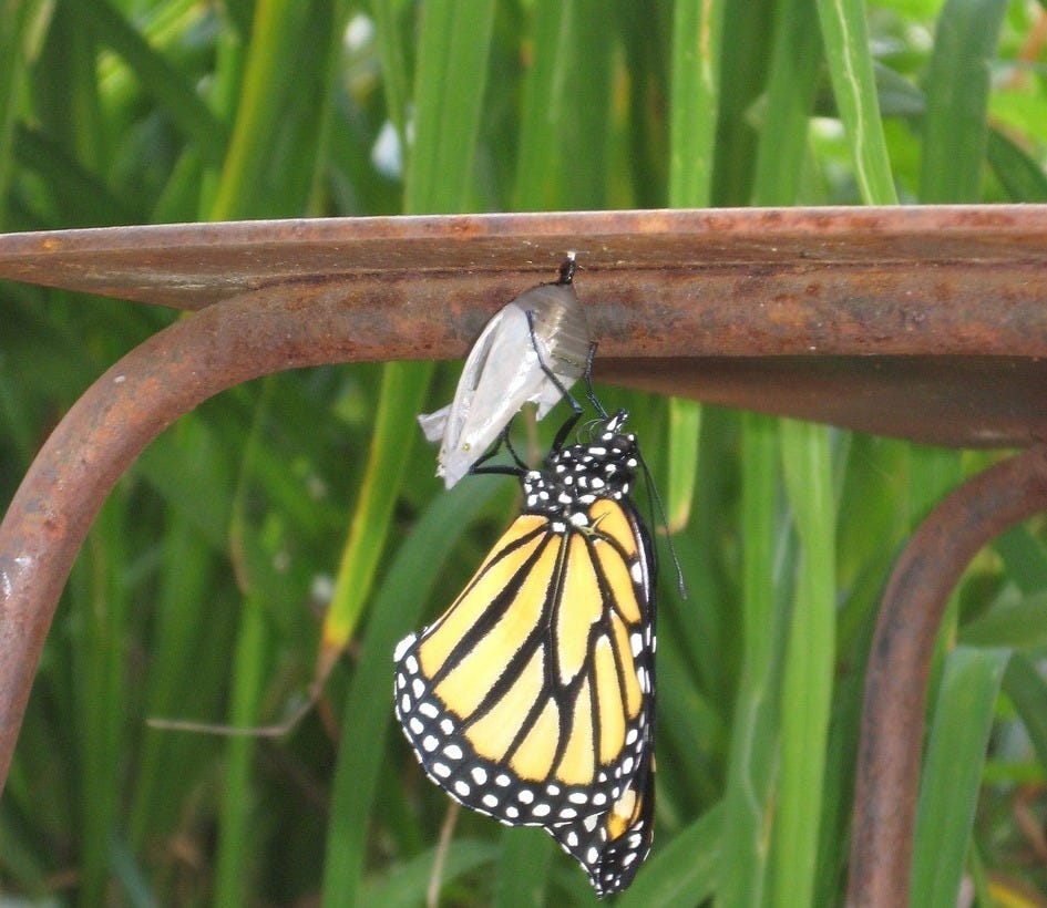 Free Butterfly Birth photo and picture