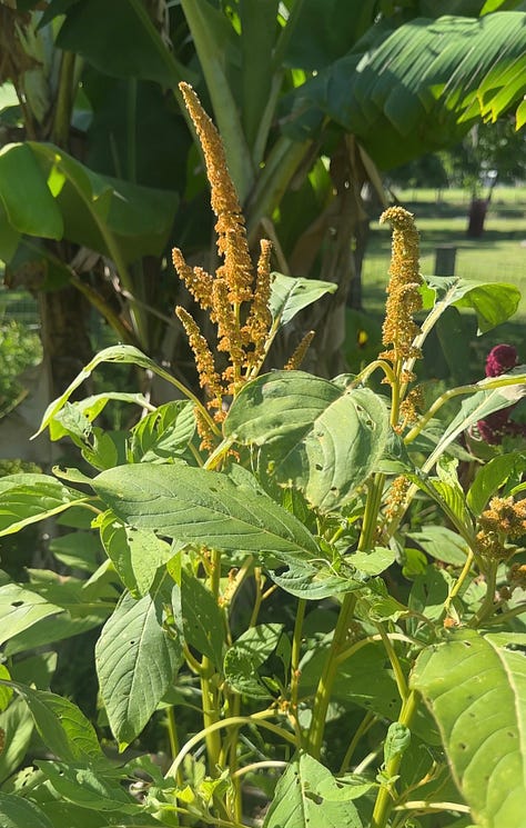 orange marigolds, yellow amaranth, and a single green snap pea held in a hand.