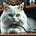 Kater's Substack