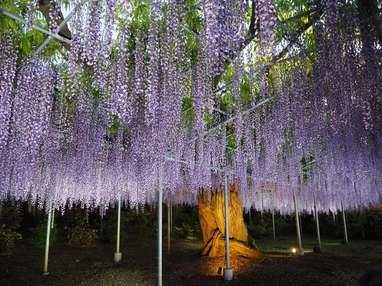 Wisteria at Ashikaga Flower Park