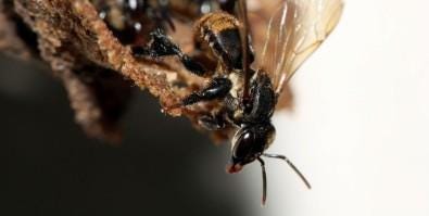 Image of stingless bee. Image of stingless bee.