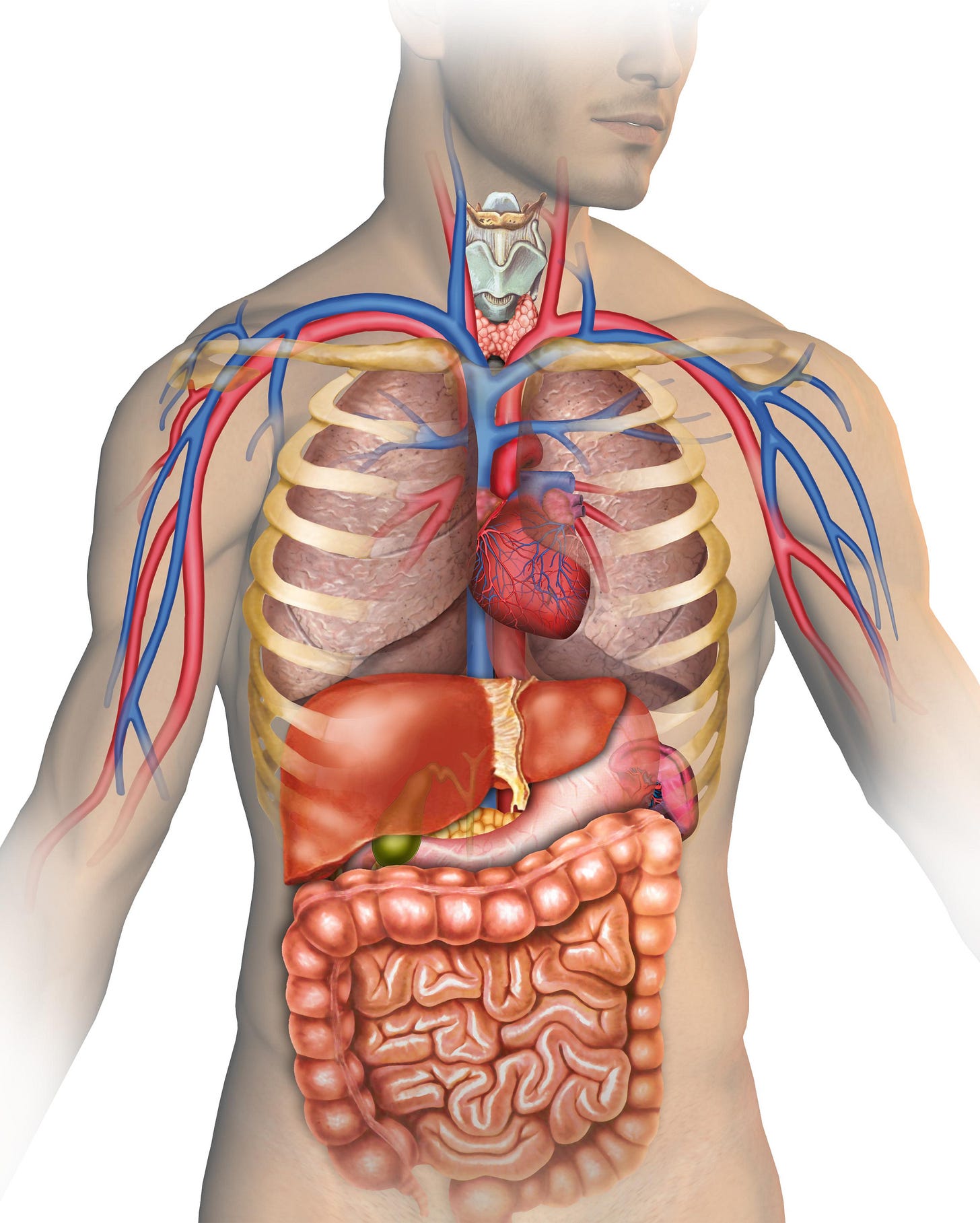 Anatomy | MedlinePlus