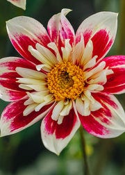Dahlia 'Fashion Monger' Tubers