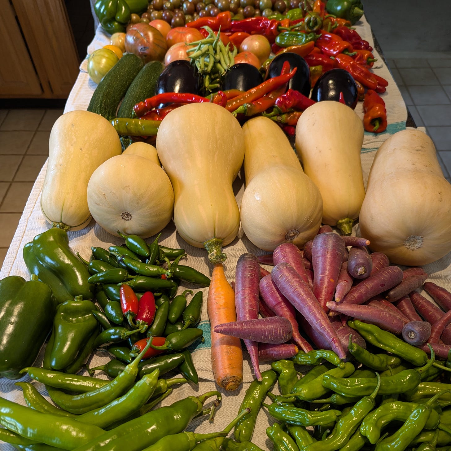 A garden harvest, washed and trimmed, dries on cotton towels on a kitchen counter.  There are tomatoes peppers, beans, eggplant, zucchini, butternut squash, and carrots shown in the photo.  The counter is very full of vegetables.