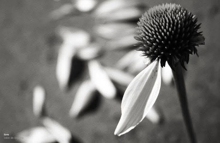 May be a black-and-white image of coneflower May be a black-and-white image of coneflower