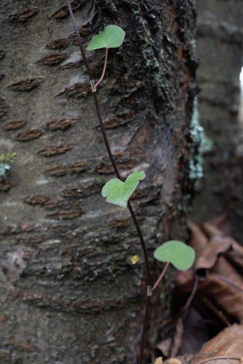 Pōhuehue (Muehlenbeckia australis, native) growing up wild cherry tree.