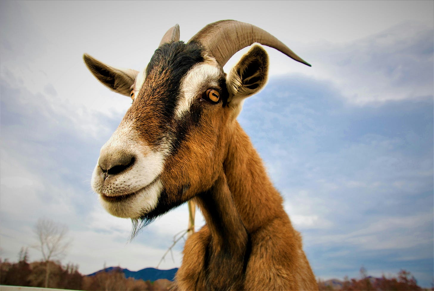 Close-up shot of a brown goat with a friendly expression Close-up shot of a brown goat with a friendly expression