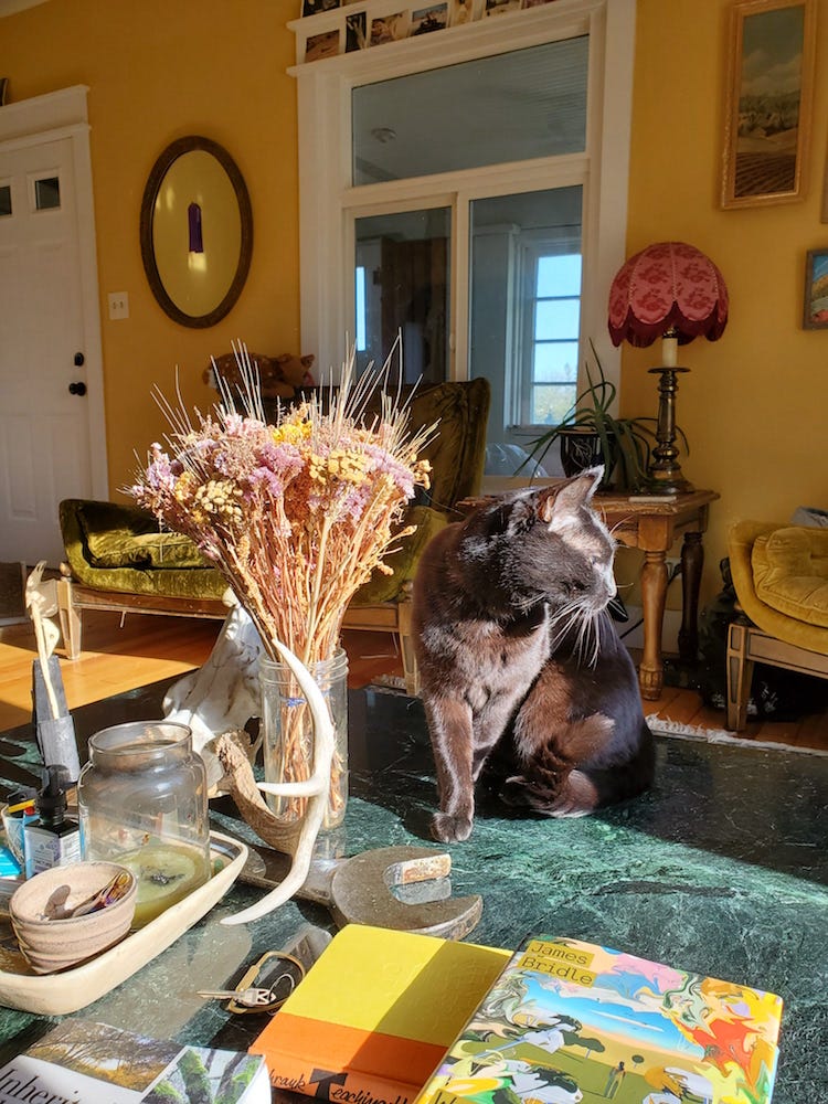 A black cat glows in the sun in a gold-painted living room. He sits on a jade-colored marble coffee table near a bouquet of dried flowers and the skull of an antlered animal.