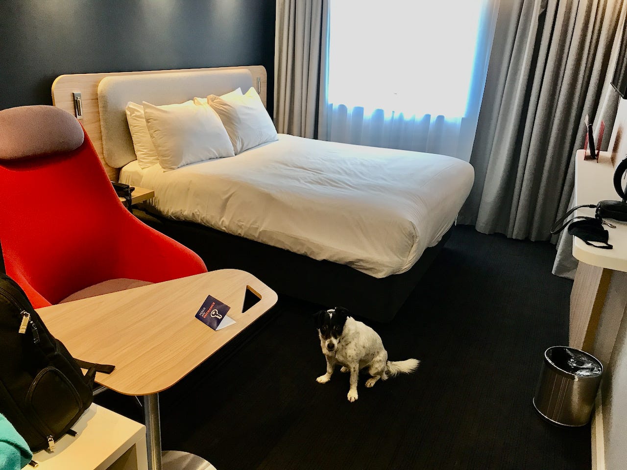 Dog in hotel room. Holiday Inn Express. 