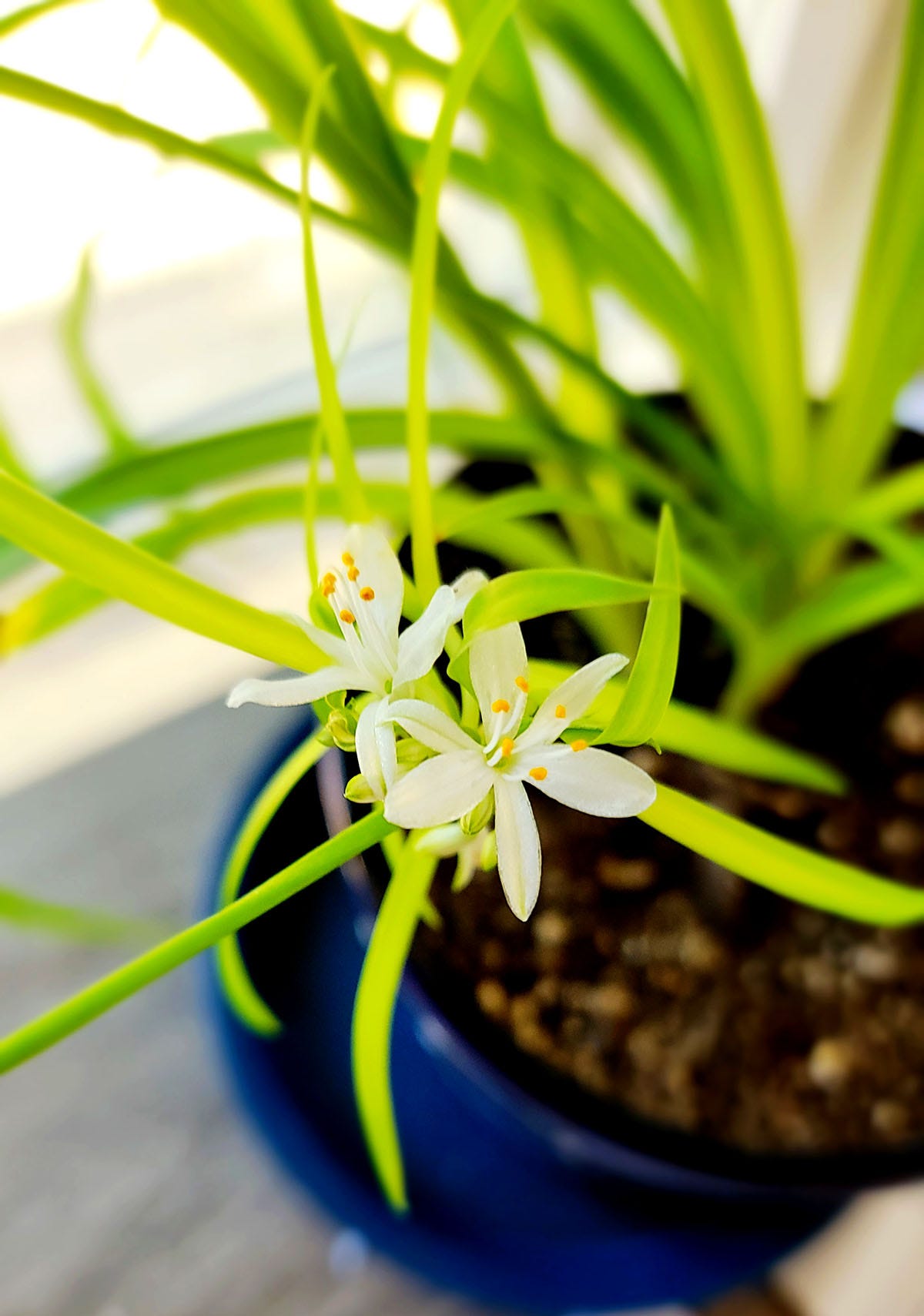 A spider plant in bloom.