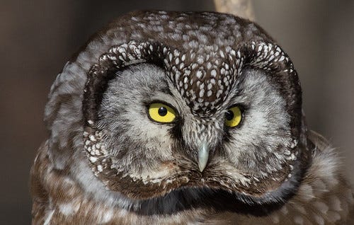 Superb Owl Sunday 2026 - Laura Erickson's For the Birds