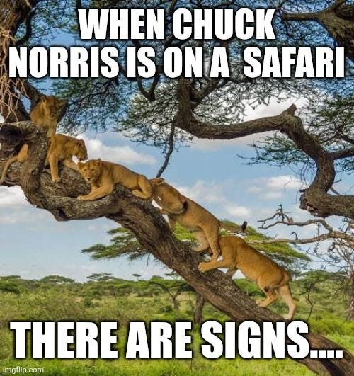 May be an image of big cat and text that says 'WHEN CHUCK NORRISIS IS ONA SAFARI THERE ARE SIGNS.... imgflip.com com'