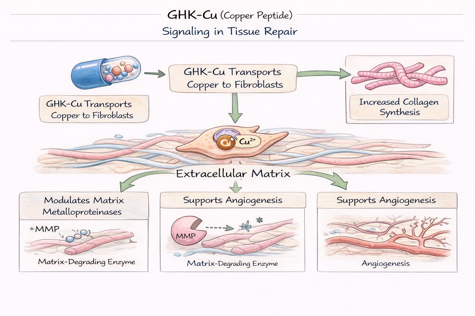 ghk-cu mechanism of action 89030-95-5 GHK-Cu Gly-His-Lys-Cu Copper Tripeptide-1; Prezatide copper