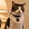 LarryTheCat's avatar