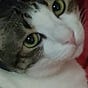 A Thai Cat's avatar