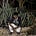 Karthikeya Manchala's avatar
