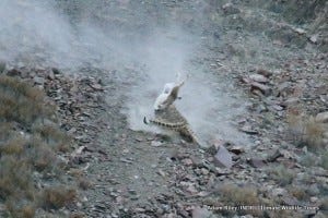 23-leopard-snow-hemis-np-india-ar-284-600x400